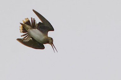 春になったから身近な鳥紹介してく_16383
