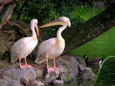 春になったから身近な鳥紹介してく_262143