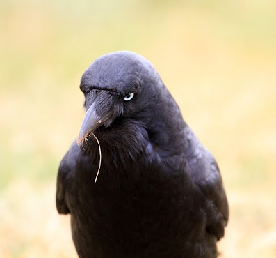 春になったから身近な鳥紹介してく_524287