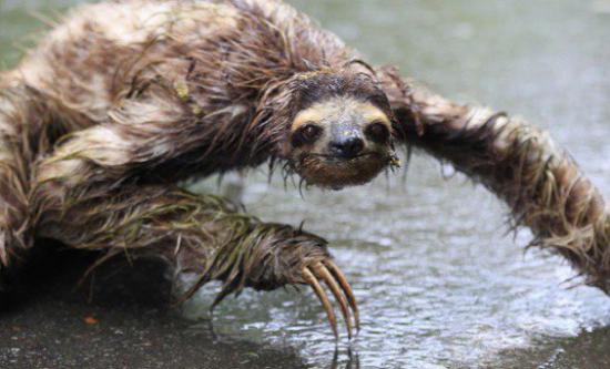 【Rain】雨の動物画像を貼っていく_137438953471