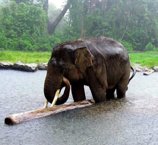 【Rain】雨の動物画像を貼っていく_274877906943
