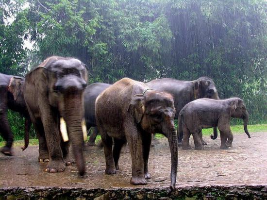 【Rain】雨の動物画像を貼っていく_549755813887