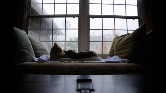 【Rain】雨の動物画像を貼っていく_1099511627775