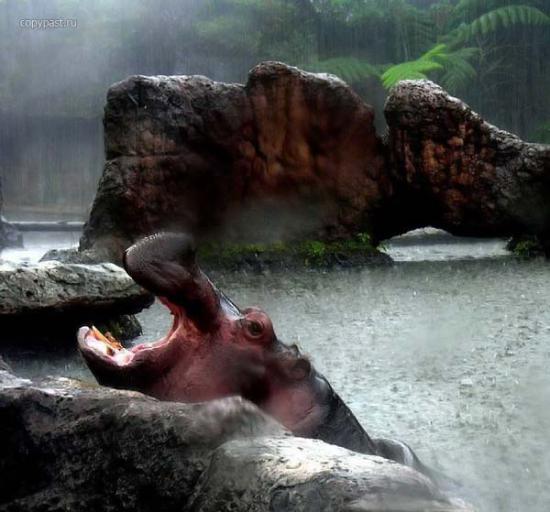 【Rain】雨の動物画像を貼っていく_2199023255551