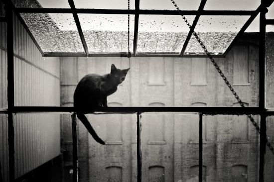 【Rain】雨の動物画像を貼っていく_17592186044415