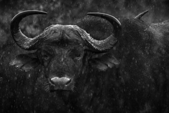 【Rain】雨の動物画像を貼っていく_35184372088831
