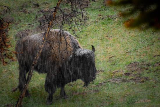【Rain】雨の動物画像を貼っていく_140737488355327