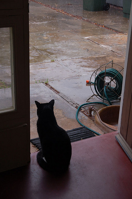 【Rain】雨の動物画像を貼っていく_281474976710655
