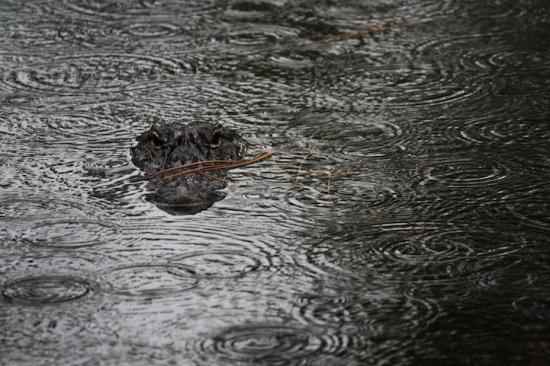 【Rain】雨の動物画像を貼っていく_1125899906842623
