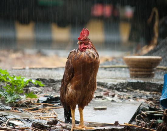 【Rain】雨の動物画像を貼っていく_2251799813685247
