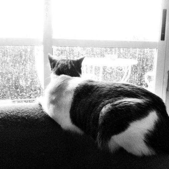 【Rain】雨の動物画像を貼っていく_4503599627370495