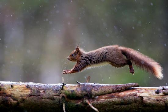 【Rain】雨の動物画像を貼っていく_18014398509481983