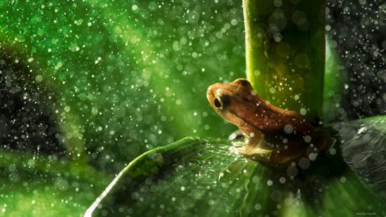 【Rain】雨の動物画像を貼っていく_36028797018963967