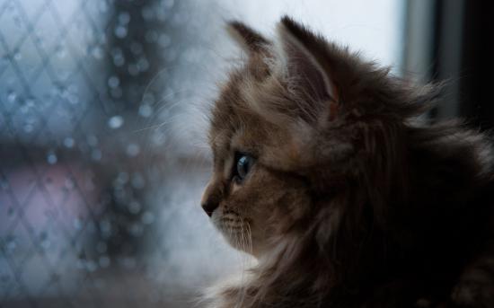 【Rain】雨の動物画像を貼っていく_72057594037927935
