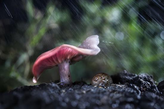 【Rain】雨の動物画像を貼っていく_144115188075855871