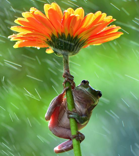 【Rain】雨の動物画像を貼っていく_288230376151711743