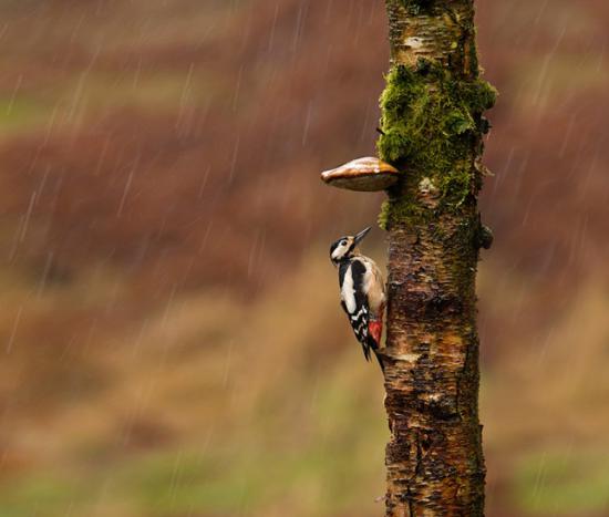 【Rain】雨の動物画像を貼っていく_576460752303423487