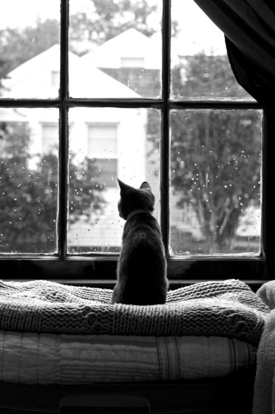 【Rain】雨の動物画像を貼っていく_1152921504606846975