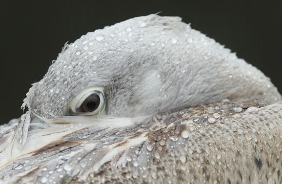 【Rain】雨の動物画像を貼っていく_3.6893488147419E+19
