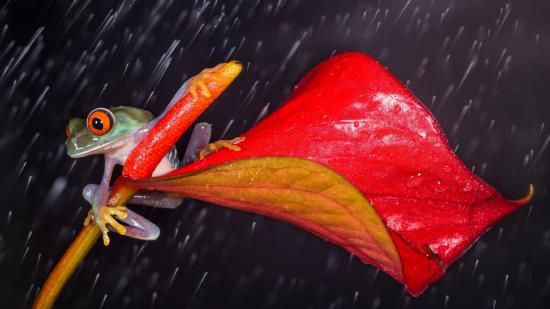 【Rain】雨の動物画像を貼っていく_7.3786976294838E+19