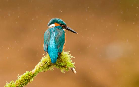 【Rain】雨の動物画像を貼っていく_1.4757395258968E+20