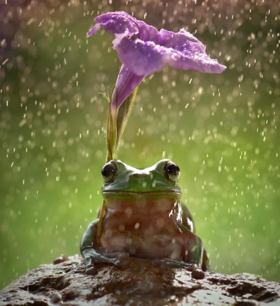 【Rain】雨の動物画像を貼っていく_1.1805916207174E+21