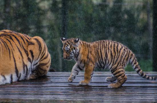 【Rain】雨の動物画像を貼っていく_2.3611832414348E+21