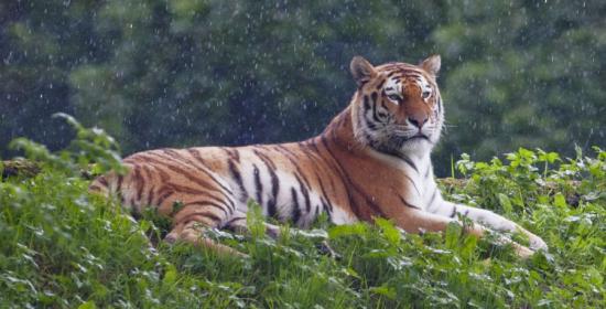 【Rain】雨の動物画像を貼っていく_9.4447329657393E+21