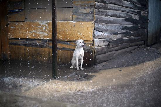 【Rain】雨の動物画像を貼っていく_1.8889465931479E+22