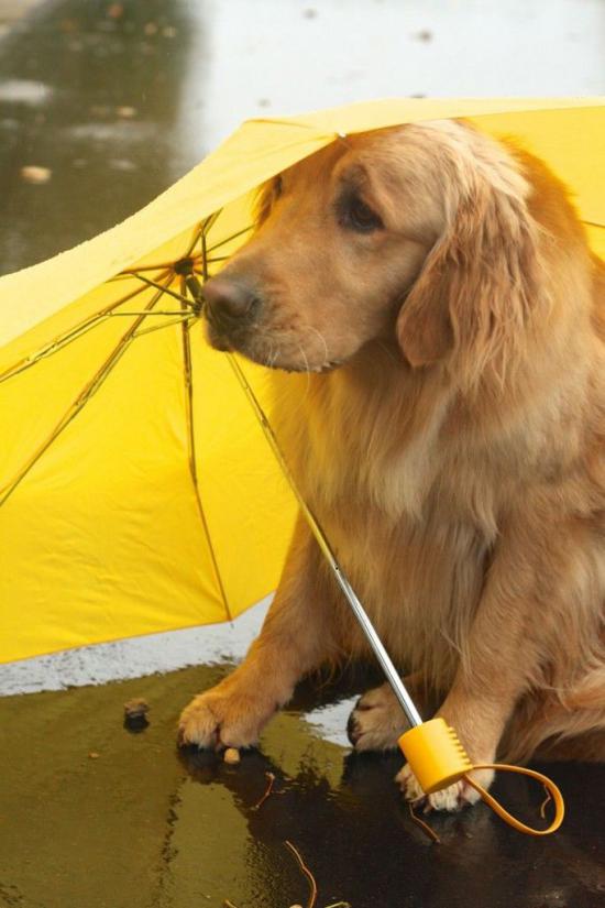 【Rain】雨の動物画像を貼っていく_3.7778931862957E+22