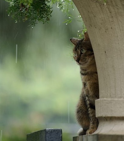 【Rain】雨の動物画像を貼っていく_7.5557863725914E+22