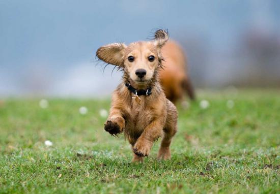 【Rain】雨の動物画像を貼っていく_1.5111572745183E+23