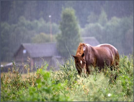【Rain】雨の動物画像を貼っていく_6.0446290980731E+23