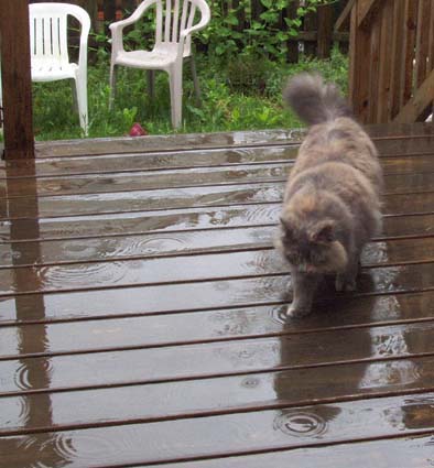 【Rain】雨の動物画像を貼っていく_1.2089258196146E+24