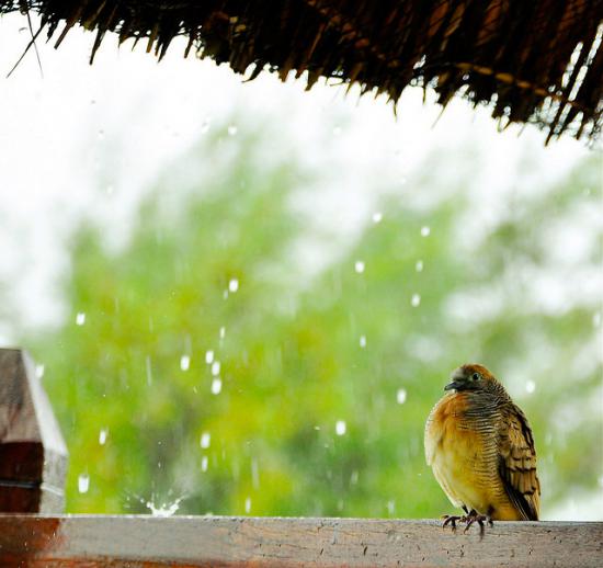 【Rain】雨の動物画像を貼っていく_2.4178516392293E+24