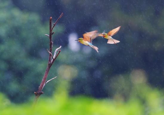 【Rain】雨の動物画像を貼っていく_3.8685626227668E+25