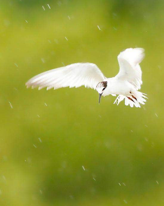 【Rain】雨の動物画像を貼っていく_7.7371252455336E+25