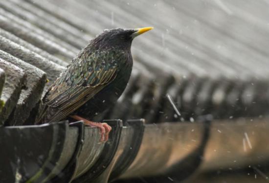 【Rain】雨の動物画像を貼っていく_1.5474250491067E+26