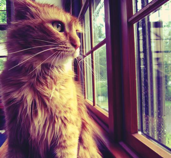 【Rain】雨の動物画像を貼っていく_3.0948500982135E+26