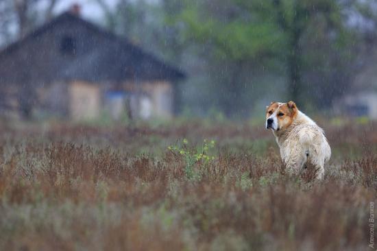 【Rain】雨の動物画像を貼っていく_6.1897001964269E+26