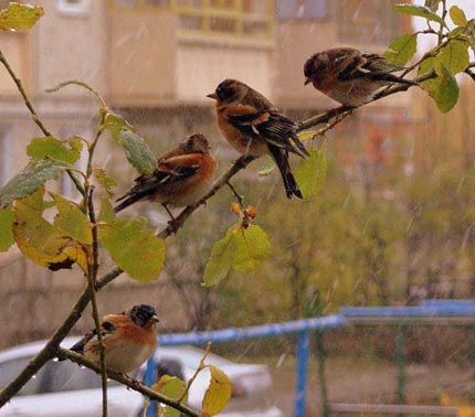 【Rain】雨の動物画像を貼っていく_1.2379400392854E+27