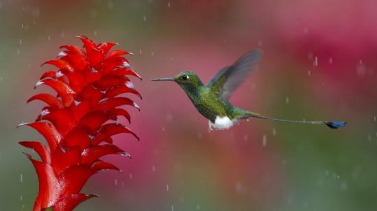 【Rain】雨の動物画像を貼っていく_2.4758800785708E+27