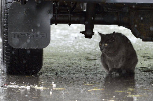 【Rain】雨の動物画像を貼っていく_4.9517601571415E+27