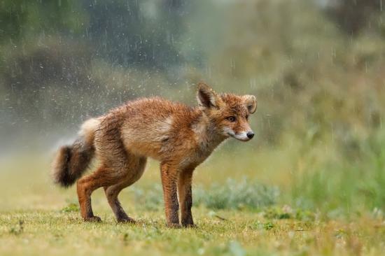 【Rain】雨の動物画像を貼っていく_1.9807040628566E+28