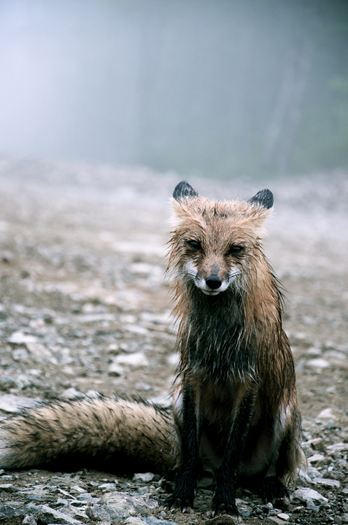 【Rain】雨の動物画像を貼っていく_3.9614081257132E+28