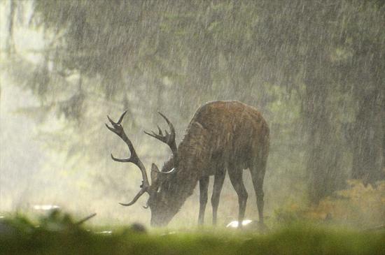 【Rain】雨の動物画像を貼っていく_6.3382530011411E+29