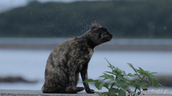 【Rain】雨の動物画像を貼っていく_1.2676506002282E+30