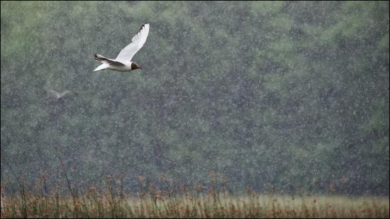 【Rain】雨の動物画像を貼っていく_2.5353012004565E+30