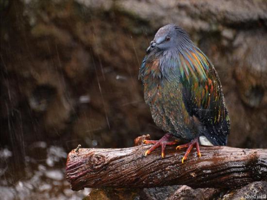 【Rain】雨の動物画像を貼っていく_5.0706024009129E+30
