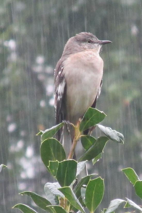 【Rain】雨の動物画像を貼っていく_1.0141204801826E+31